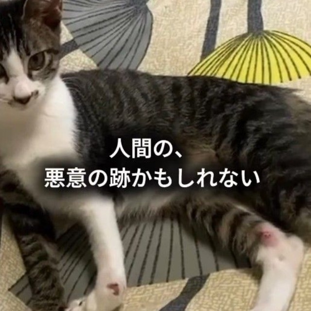脚が不自然に曲がった状態で保護された、はるくん（保護猫シェルター「はぐみぃハウス」さん提供、Instagramよりキャプチャ撮影）