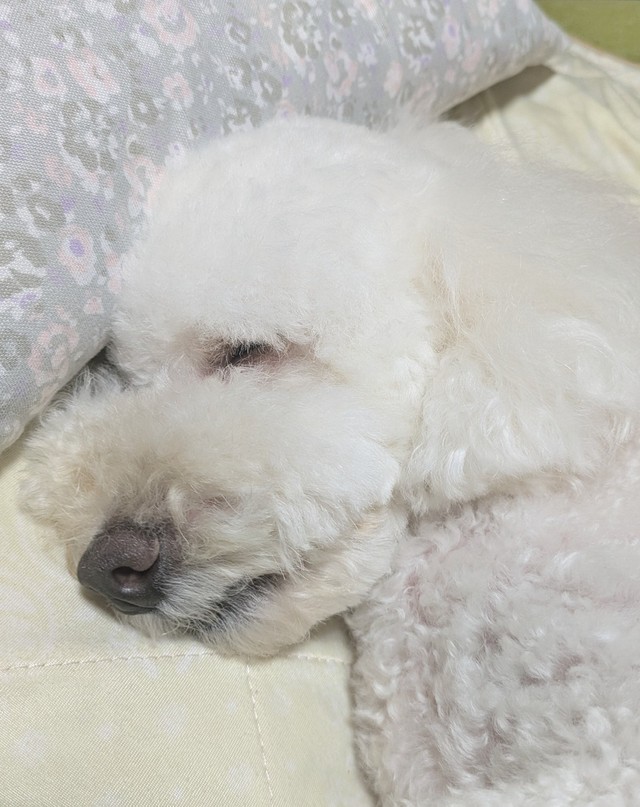 安心しきって熟睡の様子の小夏くん（提供：イヌカワさん）