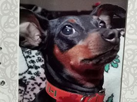 愛犬を失った、大嫌いな8月　でもその経験が私に“お別れの流儀”を教えてくれた