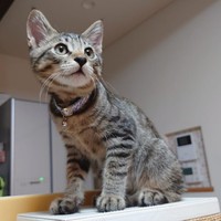 子猫時代のつゆちゃん