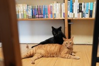 よるとチーズ。猫が本の上にのぼって本に傷つけることもあるというが、「それ、特別な本だからください」という優しいお客さんもいるそう