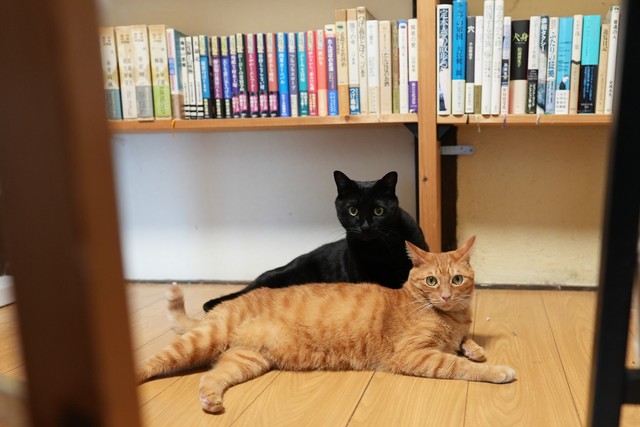 よるとチーズ。猫が本の上にのぼって本に傷つけることもあるというが、「それ、特別な本だからください」という優しいお客さんもいるそう