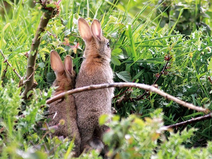 「ピーターラビットの仲間たち　写真集」から。辰巳出版提供