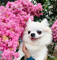 散歩中、サルスベリのお花とパシャリ！ ピンクがよく似合うタケオしゃん（画像提供：じゅんじゅんさん）