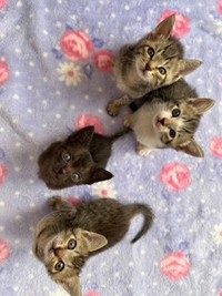 活動の節目となった4兄弟。みんな幸せに生きるよ！（画像提供：みやこねこさん）