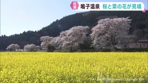 桜と菜の花が同時に見頃　ピンク色と黄色の競演　宮城・大崎市鳴子温泉