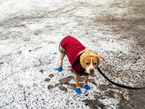 「犬の性格を犬種で判断してはいけない」　科学誌「ネイチャー」に載った最新研究