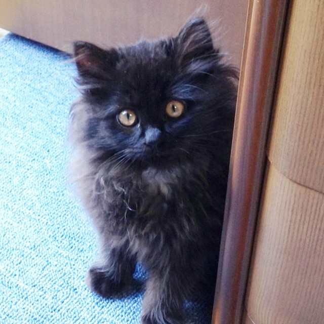 子猫時代、飼い主さんを見上げるさぬき丸さん（画像提供：さぬいちさん）