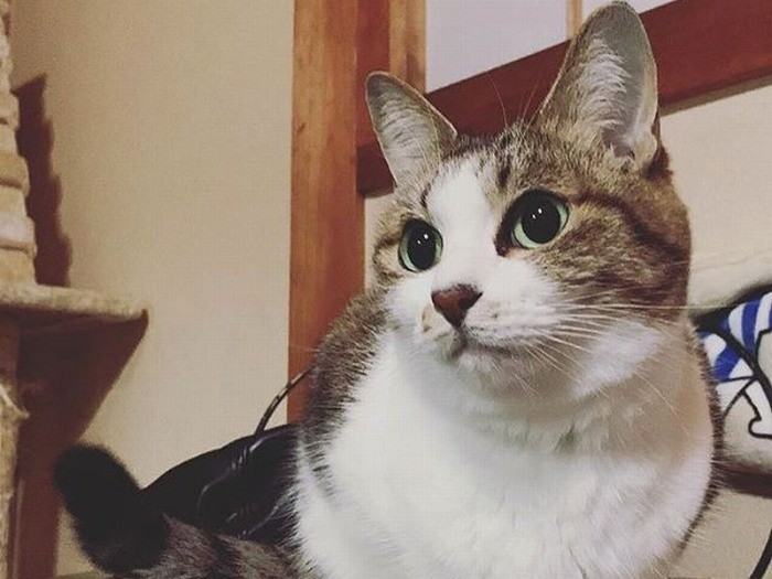 １１歳になったカリン