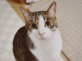 僕のふんわり胸毛を見て～　じつは男の子だったキジ白「サラ」