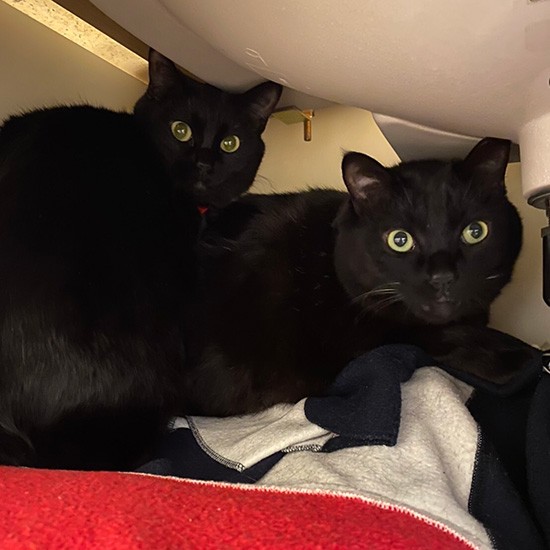 「先住のまんじゅう顔メンズと洗面所でデート」（雅子さん提供）