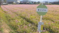 東かがわ市の湊川沿いに広がるコスモス畑にバス停が？