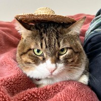 頭に帽子をかぶせられたドラえもんくん。ちょっと不機嫌？