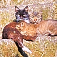 保護前、ママちゃんは子猫を連れている時期もありました（画像提供：うにねこさん）