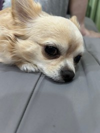 おりこうなチワワです。