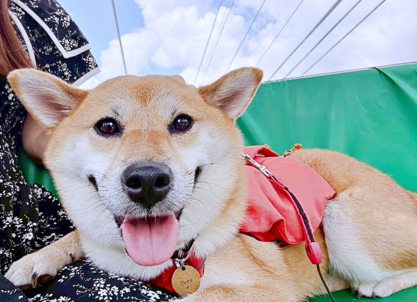 お姉ちゃんとの散歩で満面の笑みを浮かべるゆづちゃん（画像提供：柴犬 ゆづさん）