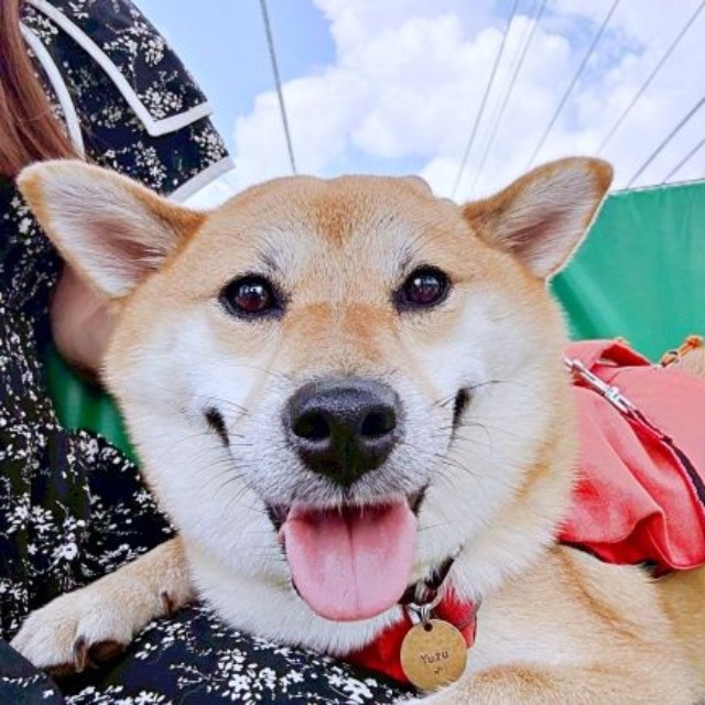 お姉ちゃんとの散歩で満面の笑みを浮かべるゆづちゃん（画像提供：柴犬 ゆづさん）