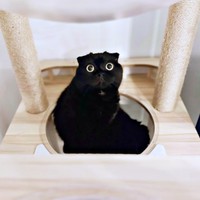 キャットタワーでくつろぐぷりもちゃん（画像提供：ふわもさん）