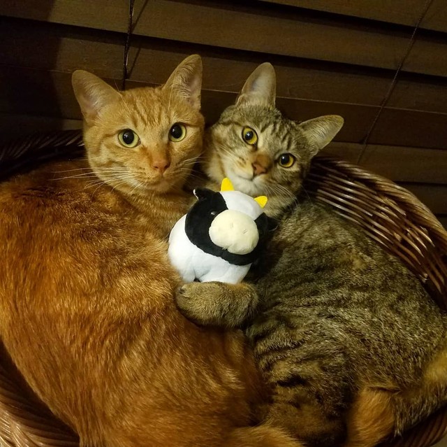 後から来たルナちゃんとは本当の兄妹のよう