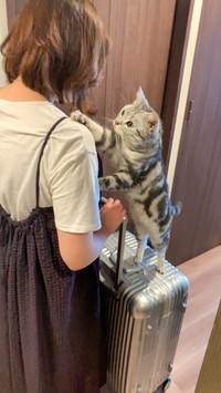 旅立つ飼い主さんの肩を叩く猫さん（画像提供：あんこともなか 充電ねこさん）