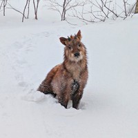 好奇心旺盛でおとなしいカモシカ（画像提供：少年さん）