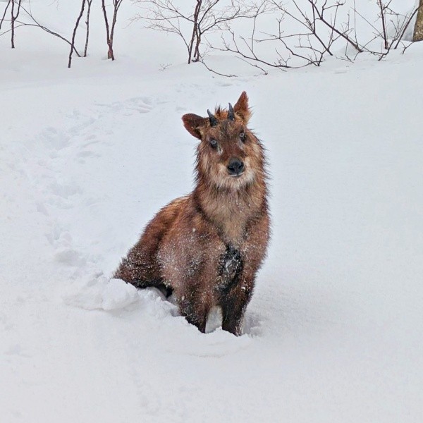 好奇心旺盛でおとなしいカモシカ（画像提供：少年さん）