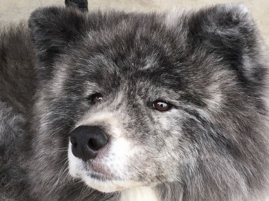 がんから再起、支えは大きな秋田犬　一緒の時間が人生のごほうび