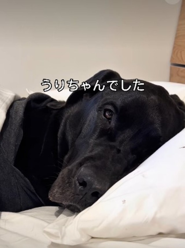 妻ではなく、愛犬のうりちゃん／うりルチさん（@ohisamachannel）提供