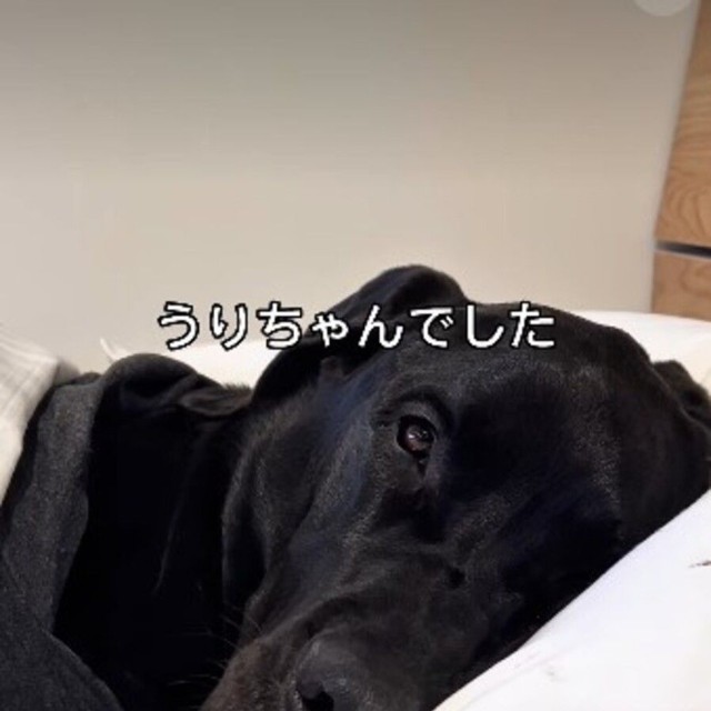 妻ではなく、愛犬のうりちゃん／うりルチさん（@ohisamachannel）提供