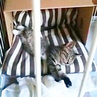 お迎え当初、生後推定2カ月だったココロちゃん。すやすや眠っています（画像提供：ココロさん）