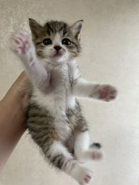 お迎えから3日目のスイちゃん