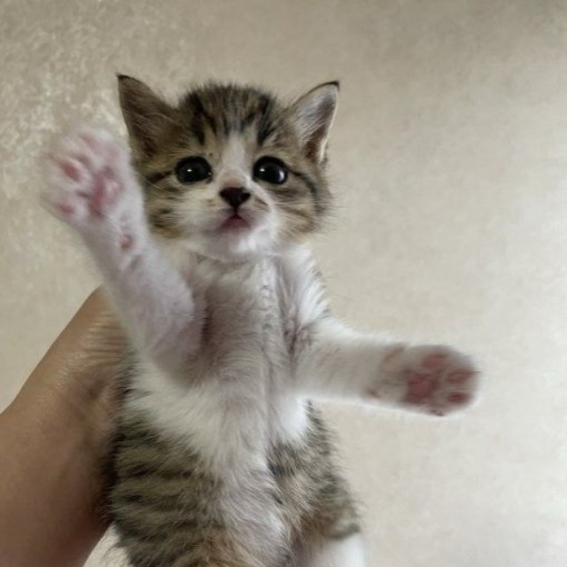 お迎えから3日目のスイちゃん