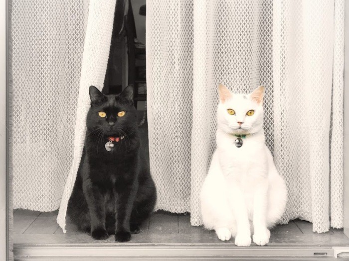 「黒白のコントラストがきれいでしょ」（吉田さん撮影）