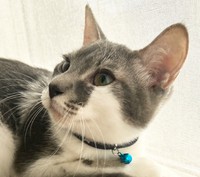 こんなに小さな子猫が1匹で庭にやってきただなんて…