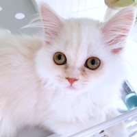 飼い主さん見上げるモナカちゃん（画像提供：“モナカ“ スコティッシュたち耳さん）