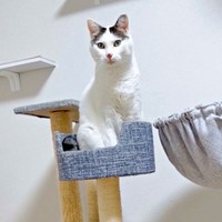 お気に入りのキャットタワーに登るおかかくん（画像提供：おかかとそぼろの成長記録さん）