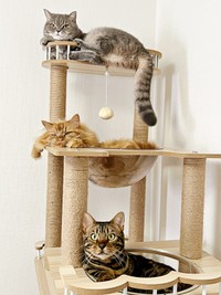 キャットタワーでくつろぐ（上から）いわしくん、からしくん、にぼしくん（画像提供：いわし先生さん）