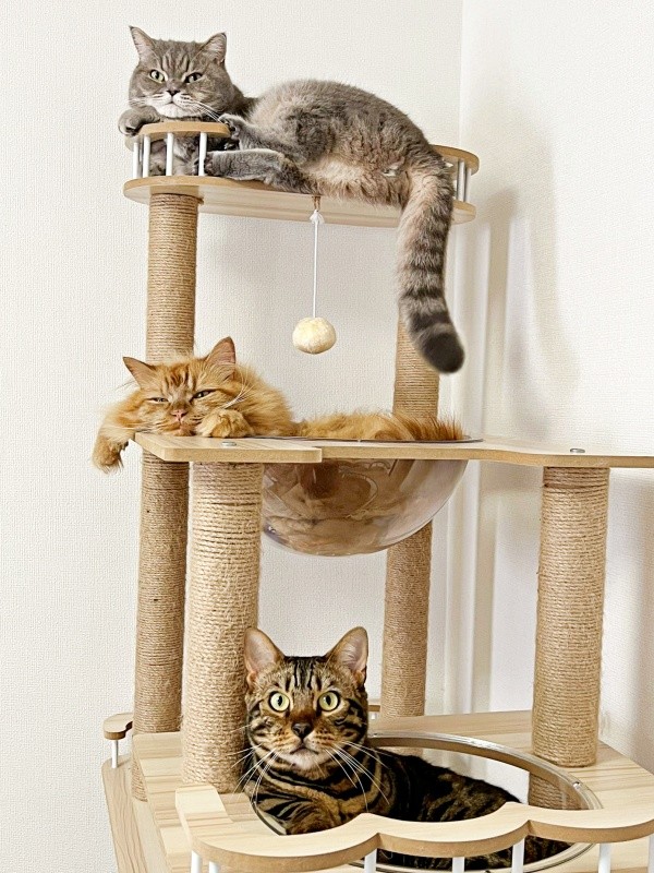 キャットタワーでくつろぐ（上から）いわしくん、からしくん、にぼしくん（画像提供：いわし先生さん）