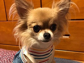 窓際のベッドから外を眺めるのが好き　チワワの「トト」