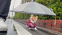 雨の日もトコトコ元気に歩くチョッピちゃん。楽しそう♡（提供：choppiさん）