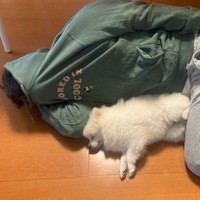 「顔を舐められるのをガードする飼い主」VS「顔を舐めるのをあきらめて寝た犬」 （提供：ポメラニアンのこむぎさん）