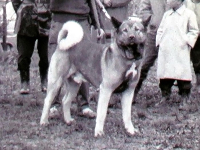 １９５８年の展覧会に登場した秋田犬。尾はしっかり巻いているが、顔つきや体つきがシェパードなど洋犬との混血を思わせる＝ヤマザキ動物看護大提供の動画から