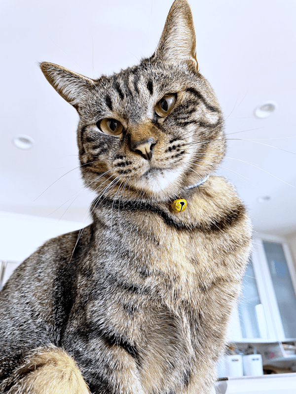 立派な成猫になったふくくん（画像提供：むぎさん）