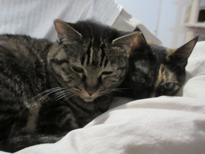 くつろぎながら、にらみを利かす