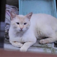 野良猫時代のビッグチャンスくん。今と全然雰囲気が違います。一筋縄では保護できませんでした