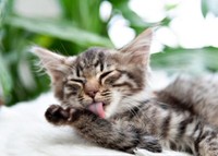 保護から数日後、毛づくろいをするまで回復したルナちゃん（画像提供：なちゅふぉとさん）