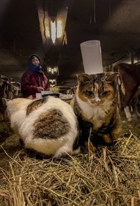 搾乳中のよしださんのお母さんと、猫さんたち（提供：よしださん）