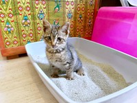 トイレを上手に使うねずくん（画像提供：ねこズとにぼしさん）