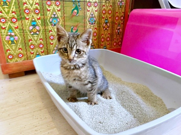 トイレを上手に使うねずくん（画像提供：ねこズとにぼしさん）