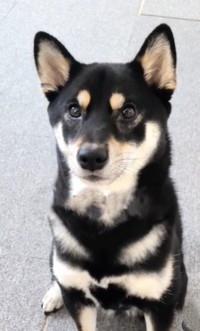 飼い主さんと出会ってよかったね（柴スタディさん提供、Instagramよりキャプチャ撮影）